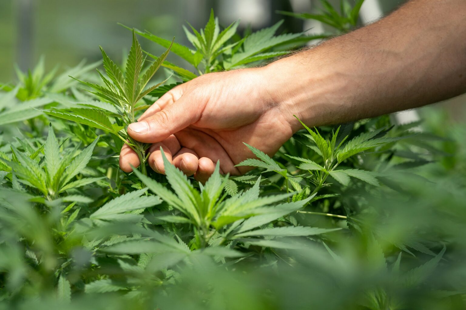 crystalweed-cannabis-F-ZXqLioXxg-unsplash-1536x1024